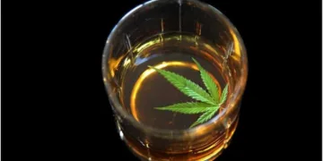 How does CBD work in combination with alcohol?