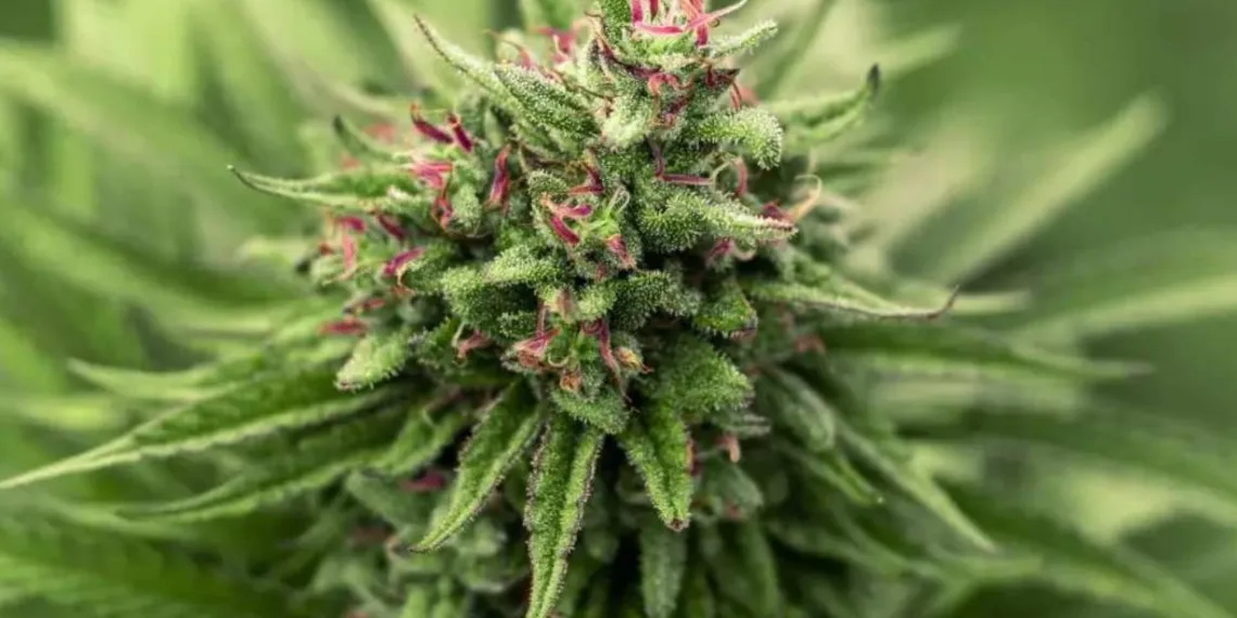 The fascination of CBD flowers