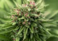 The fascination of CBD flowers The fascination of CBD flowers
