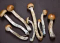 Die besten Magic Mushroom Sorten für Einsteiger und Profis Die besten Magic Mushroom Sorten für Einsteiger und Profis