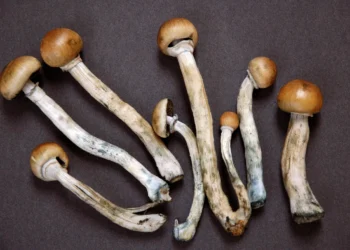 Die besten Magic Mushroom Sorten für Einsteiger und Profis
